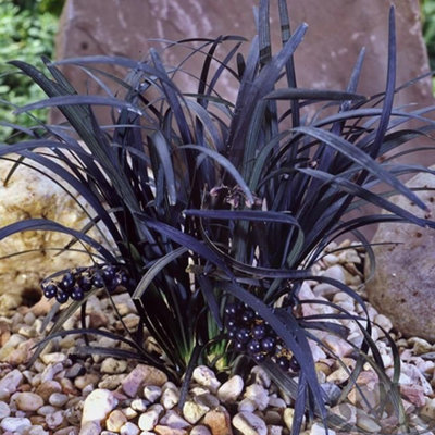 Gardeners Dream Ophiopogon Nigrescens Black Mondo Evergreen Shrub Hardy Garden Plant In Pot9Cm Pot (10-20Cm) from B&Q