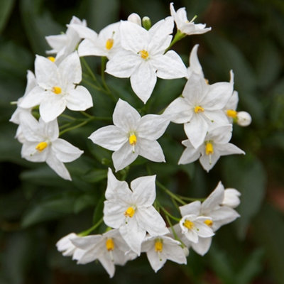 B&Q -  Solanum Album Garden PlantWhite BloomsCompact GrowthMedium Size (20-30Cm Height Including Pot)