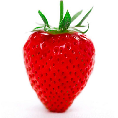B&Q -  Fragaria Elsanta Strawberry PlantSweet Juicy BerriesCompact Growth (15-30Cm Height Incl Pot)