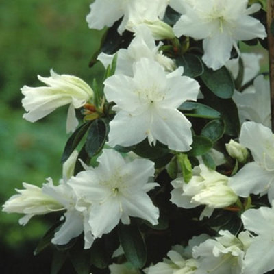 Gardeners Dream Azalea White PlantGorgeous BloomsCompact SizeHardy (20-30Cm Height Including Pot) from B&Q
