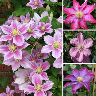 B&Q -  Clematis Pink PlantVibrant Pink FlowersClimbing VineAttracts Pollinators (20-30Cm Height Including Pot)