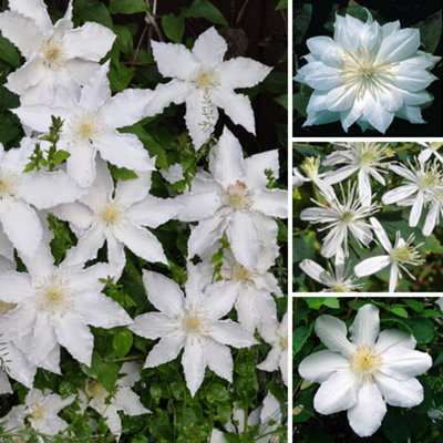 Gardeners Dream Clematis White PlantGorgeous White FlowersClimbing VineAttracts Pollinators (20-30Cm Height Including Pot) from B&Q