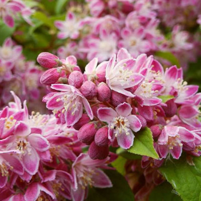 Gardeners Dream Deutzia Strawberry Fields Live Deciduous Shrub Hardy Outdoor Garden Plant In Pot9Cm Pot (20-30Cm) from B&Q
