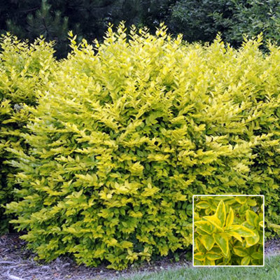 Gardeners Dream Ligustrum AureumGold Privet Hedging PlantsEvergreenHardyLow Maintenance (20-40Cm1 Plant) from B&Q