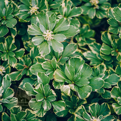 Gardeners Dream Pachysandra Terminalis Variegata Japanese Spurge Outdoor Evergreen Plant In Pot9Cm Pot (20-30Cm) from B&Q