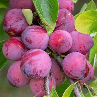 Gardeners Dream Plum VictoriaFruit TreeOutdoor Garden Plant Patio Trees (4-5Ft Height7.5L Pot) from B&Q