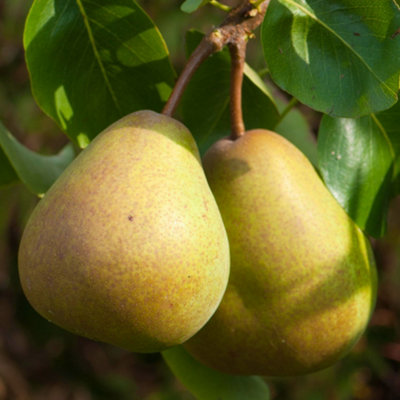 B&Q -  Pear Beurre HardyFruit TreeOutdoor Garden Plant Patio Trees (4-5Ft Height7.5L Pot)