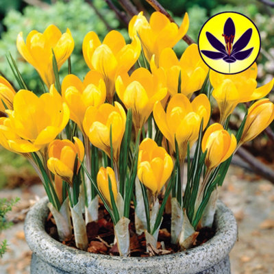 Gardeners Dream Crocus Flowering Bulbs - Pure Blooms, 25 Pack Yellow