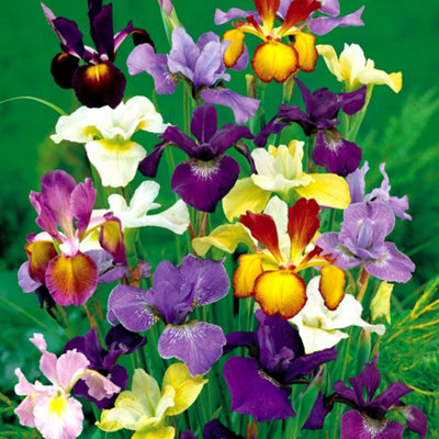 Gardeners Dream Iris Tall Dutch Mixed Flowering Bulbs - Diverse 50 Pack