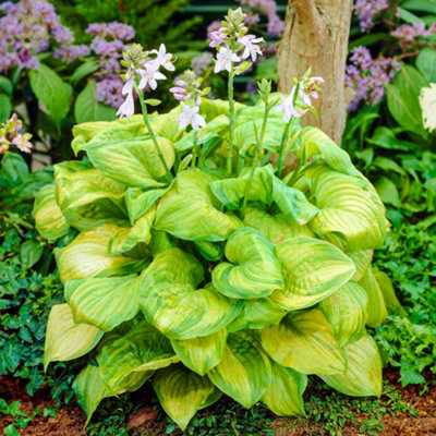 Gardeners Dream Hosta GuacamoleBright Green FoliageIdeal For Shady Borders In Uk GardensSmall Size (10-20Cm Height Including Pot) from B&Q