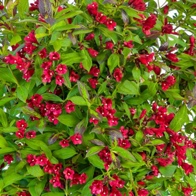 Gardeners Dream Weigela CamouflageMulticoloured FoliageRed FlowersHardy Shrub (15-25Cm Height Including Pot) from B&Q