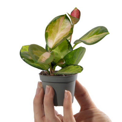 Gardeners Dream Baby Wax PlantHoya Australis Tricolour Small Indoor House Plant For Uk Homes (10-20Cm Height Including Pot) from B&Q