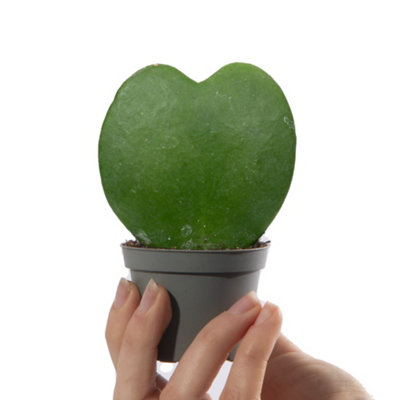 Gardeners Dream Baby Sweetheart Hoya KerriiSmall Indoor House Plant For Uk Homes (10-20Cm Height Including Pot) from B&Q
