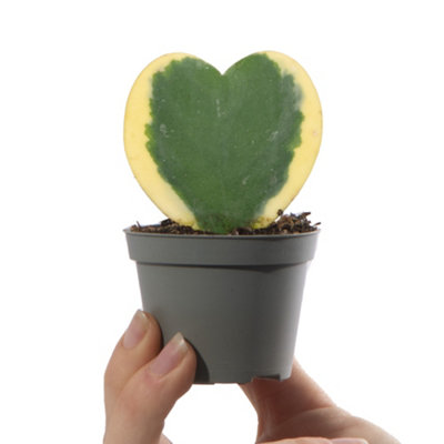 Gardeners Dream Baby Valentine Hoya Kerrii VariegataSmall Indoor House Plant For Uk Homes (10-20Cm Height Including Pot) from B&Q