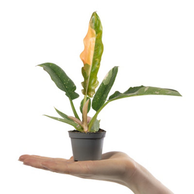 Gardeners Dream Baby Philodendron Narrow Ring Of FireSmall Indoor House Plant For Uk Homes (10-20Cm Height Including Pot) from B&Q