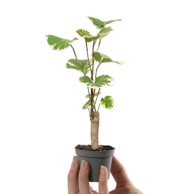 Gardeners Dream Baby Polyscias BalfourianaSmall Indoor House Plant For Uk Homes (10-20Cm Height Including Pot) from B&Q