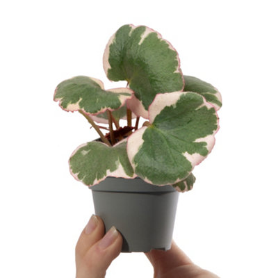 Gardeners Dream Baby Saxifraga VariegataSmall Indoor House Plant For Uk Homes (10-20Cm Height Including Pot) from B&Q