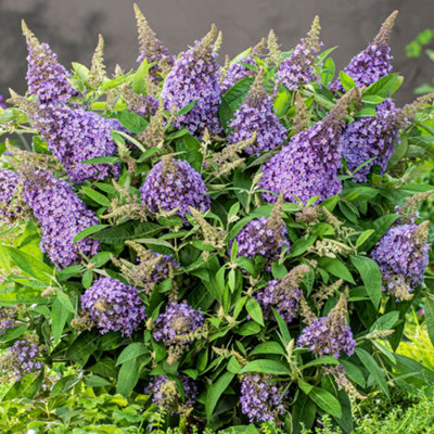 Gardeners Dream Buddleia Candy Lila SweetheartPurple Butterfly Bush For Uk Gardens (15-25Cm Height Including Pot) from B&Q