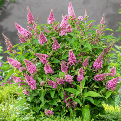 Gardeners Dream Buddleia Candy Little PinkButterfly Bush Buddleia Plant For Uk Gardens (15-25Cm Height Including Pot) from B&Q