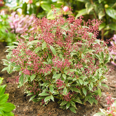 B&Q -  Pieris Polar PassionEvergreen Shrub Plant For Uk Gardens (15-25Cm Height Including Pot)