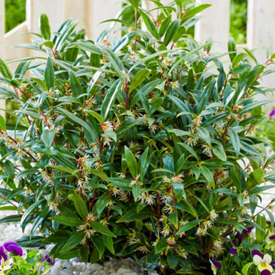 B&Q -  Sarcococca Purple GemEvergreen Shrub Plant For Uk Gardens (15-25Cm Height Including Pot)