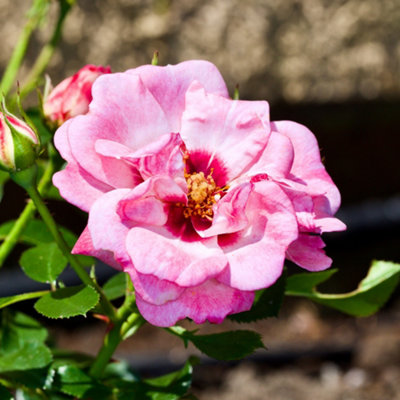 Gardeners Dream Bush Rose Angel Eyes Rose PlantHardy Plants Outdoor Garden Ready Garden Plants (3 Litre Pot20-40Cm) from B&Q