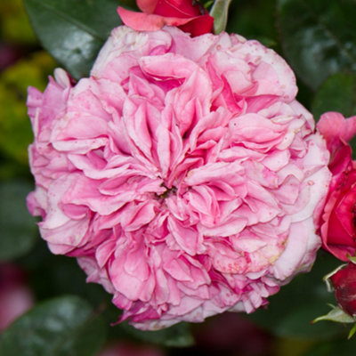 Gardeners Dream Bush Rose Timeless Pink Plant Hardy Plants Outdoor Garden Ready Garden Plants (3 Litre Pot20-40Cm) from B&Q