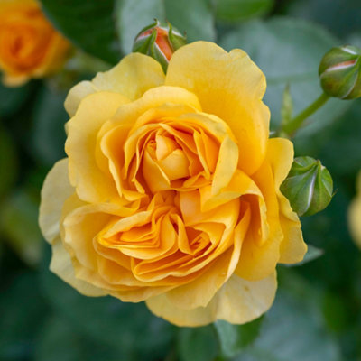 Gardeners Dream Bush Rose Absolutely Fabulous Hardy Plants Outdoor Garden Ready Garden Plants (3 Litre Pot20-40Cm) from B&Q