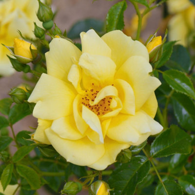 Gardeners Dream Carpet Rose Gold Flower Hardy Plants Outdoor Garden Ready Garden Plants Roses (3 Litre Pot20-40Cm) from B&Q