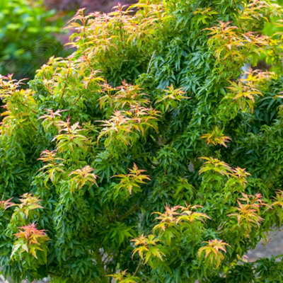 Gardeners Dream Acer Palmatum Koto Hime Japanese Maple Tree Outdoor Garden Plants In Plant Pot from B&Q