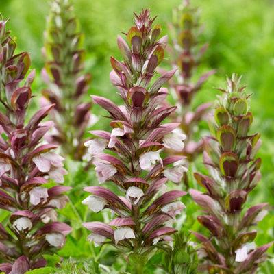 B&Q -  Acanthus White Lips Outdoor White Flowering Hardy Garden Perennial Plant In Pot