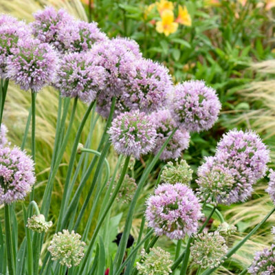 Gardeners Dream Allium Bubble Bath Hardy Ornamental Perennial Plant Outdoor Plant In Pot from B&Q