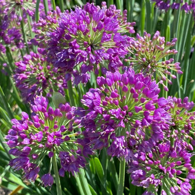 B&Q -  Allium Lavender BubblesOrnamental Perennial PlantHardy Plant In Pot