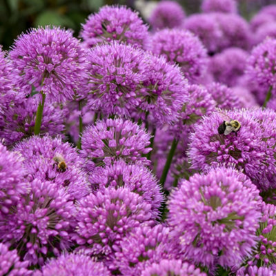 B&Q -  Allium SerendipityOrnamental Perennial Plant Outdoor Garden Plant In Pot