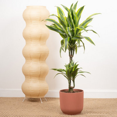 Gardeners Dream Dracaena Lemon & Lime Indoor HouseplantAir Purifying Dragon Live Plant In Pot19Cm Pot (90-100Cm) from B&Q
