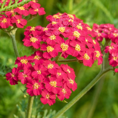 Gardeners Dream Achillea Paprika Outdoor Hardy Perennial Drought Tolerant Yarrow Plant In Pot from B&Q