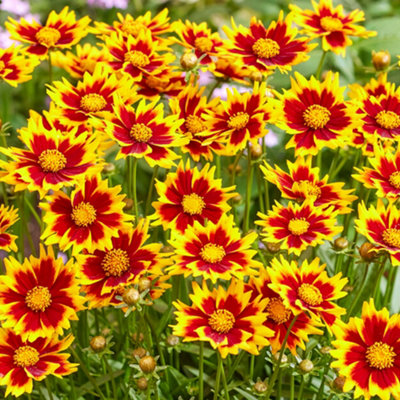 Gardeners Dream Coreopsis Solar Jewel Tickseed Real Outdoor Red Flowering Outdoor Plant In Pot from B&Q