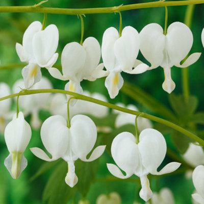 B&Q -  White Bleeding Heart Dicentra Alba Live Outdoor Hardy Garden Plant In Pot