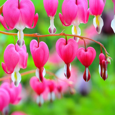 Gardeners Dream Bleeding Heart Plant Dicentra Spectabilis Outdoor Hardy Perennial In Plant Pot from B&Q