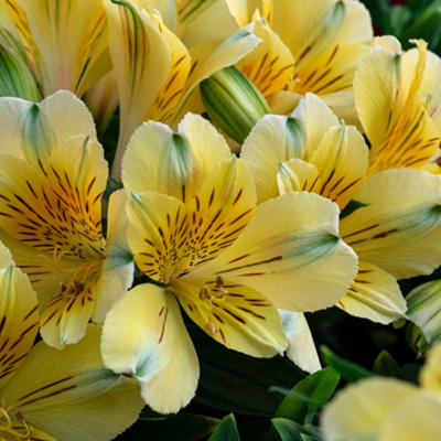 Gardeners Dream Alstroemeria Inticancha Havana Peruvian Lily PlantYellow Perennial Flowers from B&Q