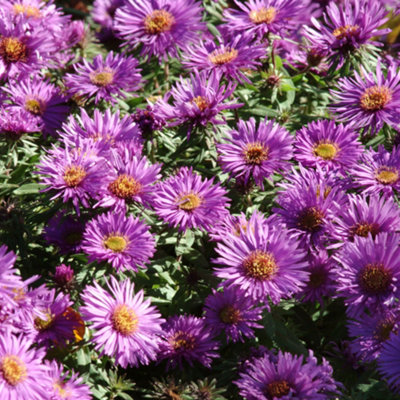 Gardeners Dream Aster Purple DomeLate Flowering Michaelmas Daisy Plants Outdoor Garden Ready from B&Q