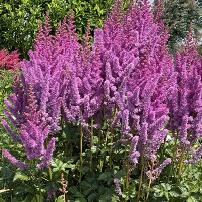 B&Q -  Astilbe Black PearlsFlowering False Goatsbeard Plants Outdoor Garden Ready