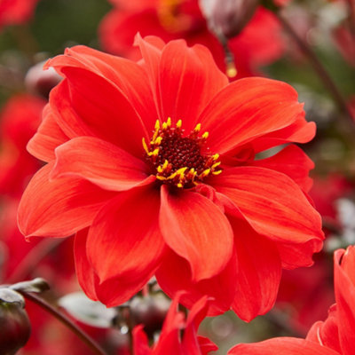 Gardeners Dream Dahlia Bishop Of LlandaffSemi-Double Red Garden Flowers Ready To Plant from B&Q