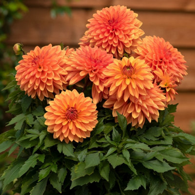 Gardeners Dream Dahlia Dalina Maxi ApricotVibrant Orange Garden Flowers Ready To Plant from B&Q