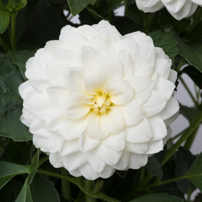 Gardeners Dream Dahlia Dalina Maxi LopezPure White Fully Double Garden Flowers Ready To Plant from B&Q
