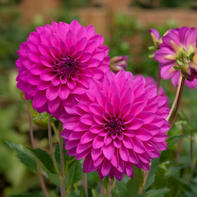 Gardeners Dream Dahlia Dalina Maxi Neon LilacFully Double Garden Flowers Ready To Plant from B&Q