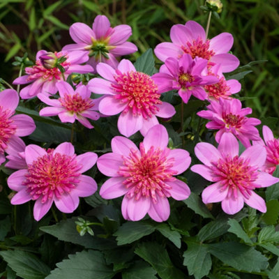 Gardeners Dream Dahlia Dalina Maxi Pink StarburstVibrant Pompon Garden Flowers Ready To Plant from B&Q