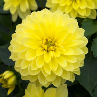 Gardeners Dream Dahlia Dalina Maxi SonoraVibrant Yellow Pompon Garden Flowers Ready To Plant from B&Q