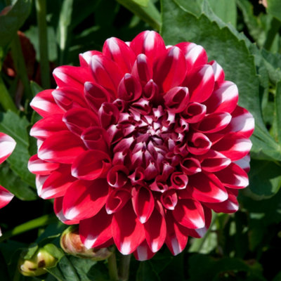 Gardeners Dream Dahlia Dalina Maxi TampicoVibrant Red Pompon Garden Flowers Ready To Plant from B&Q