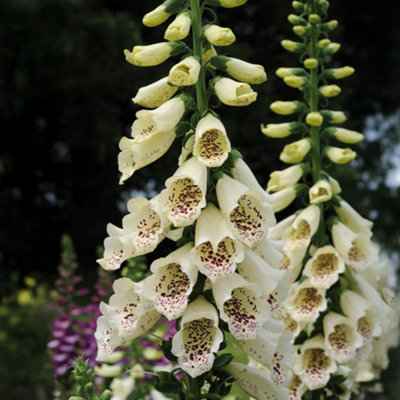 Gardeners Dream Digitalis Foxglove Plant - Summer Flowering Perennial Plants Garden Ready Cream